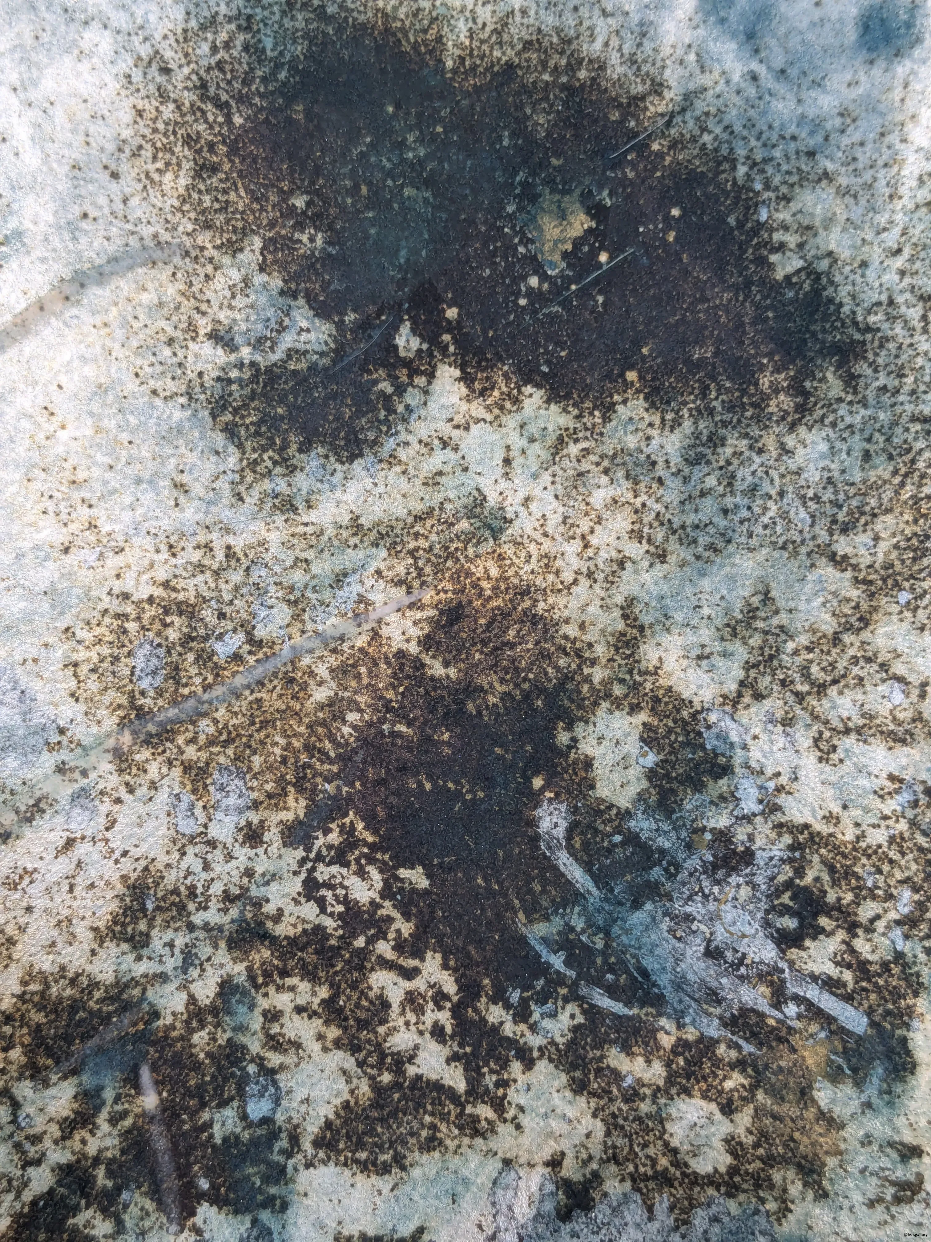 /images/painting/膠彩/水母漂流記/過程/p9.webp